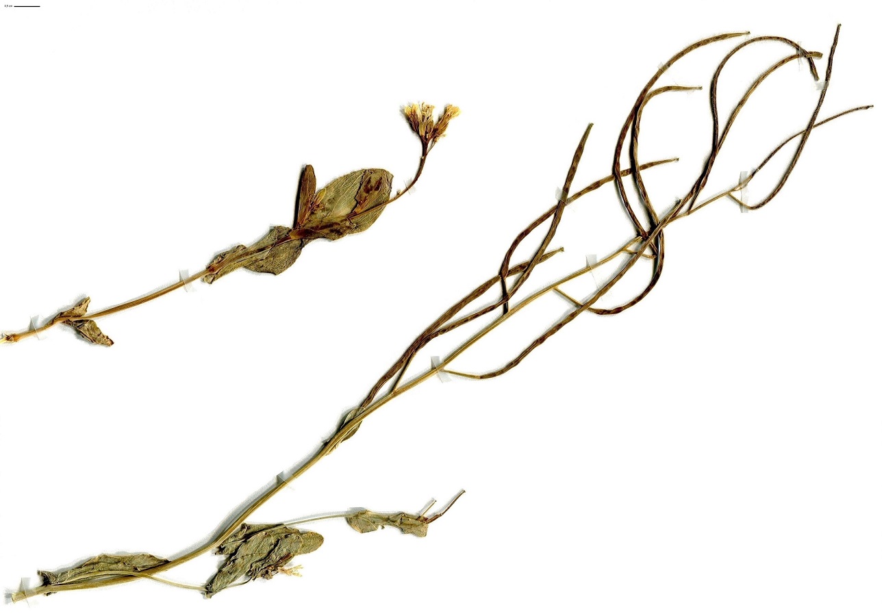 Conringia orientalis (Brassicaceae)